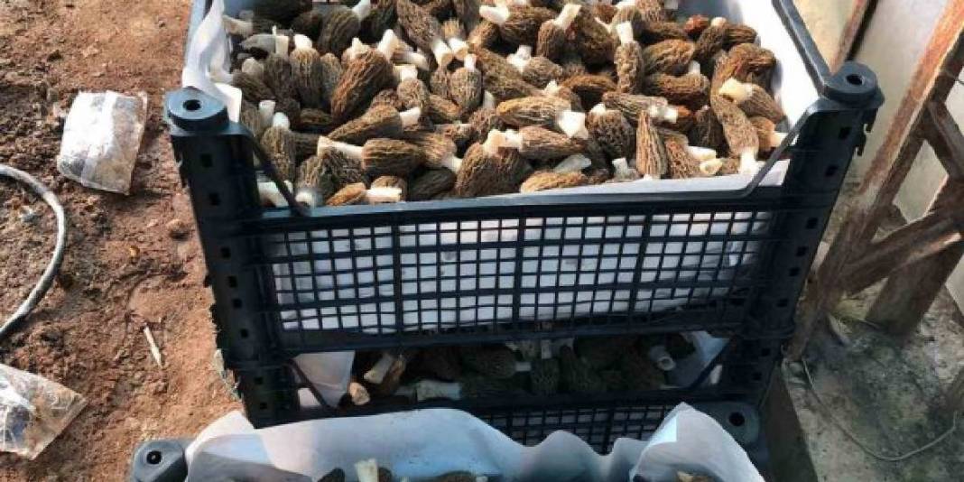 Talebi fazla ürünü seraya taşıdı: Deneme üretiminde 900 kg ürün aldı 5